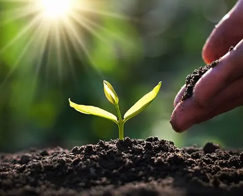 Germoglio che spunta dal terreno illuminato dal sole
